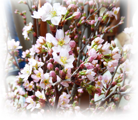 桜８