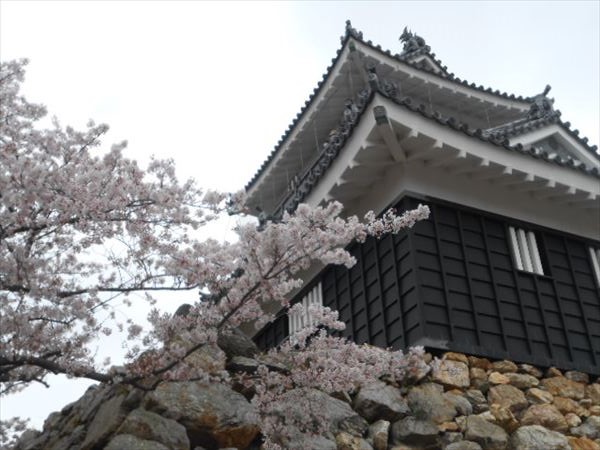 浜松城公園の桜