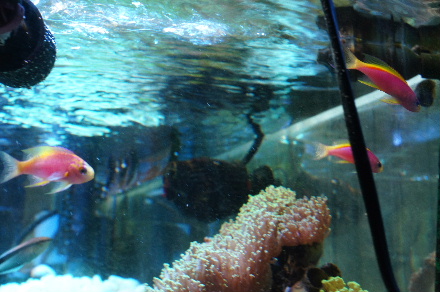 2015_0107ﾍﾞﾝﾄﾗﾍﾟｱ0014.JPG