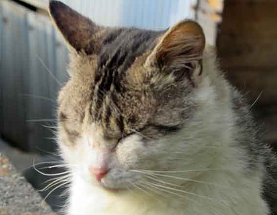 我が家のニャンコ♪2016/1/14-02