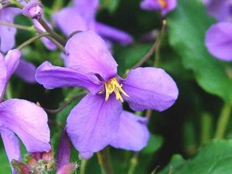 木曜日 曇り 花大根 はなだいこん たかさんの書斎 楽天ブログ