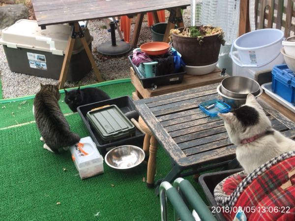 ミュウと黒猫の睨み合いと傍観するノラ 週末は田舎で野良仕事 楽天ブログ