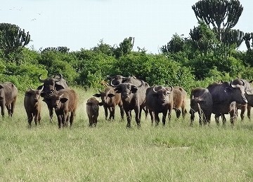 クイーンエリザベス国立公園　ネイチャーウォーク