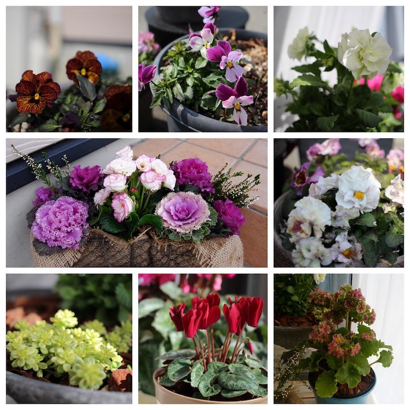 お花の福袋 Junk Sweet Garden Tef Tef 購入 1981 楽天ブログ