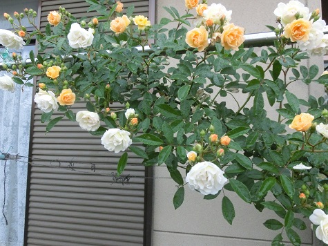 薔薇ギスレーヌ・ドゥ・フェリゴンド