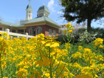 Flower8