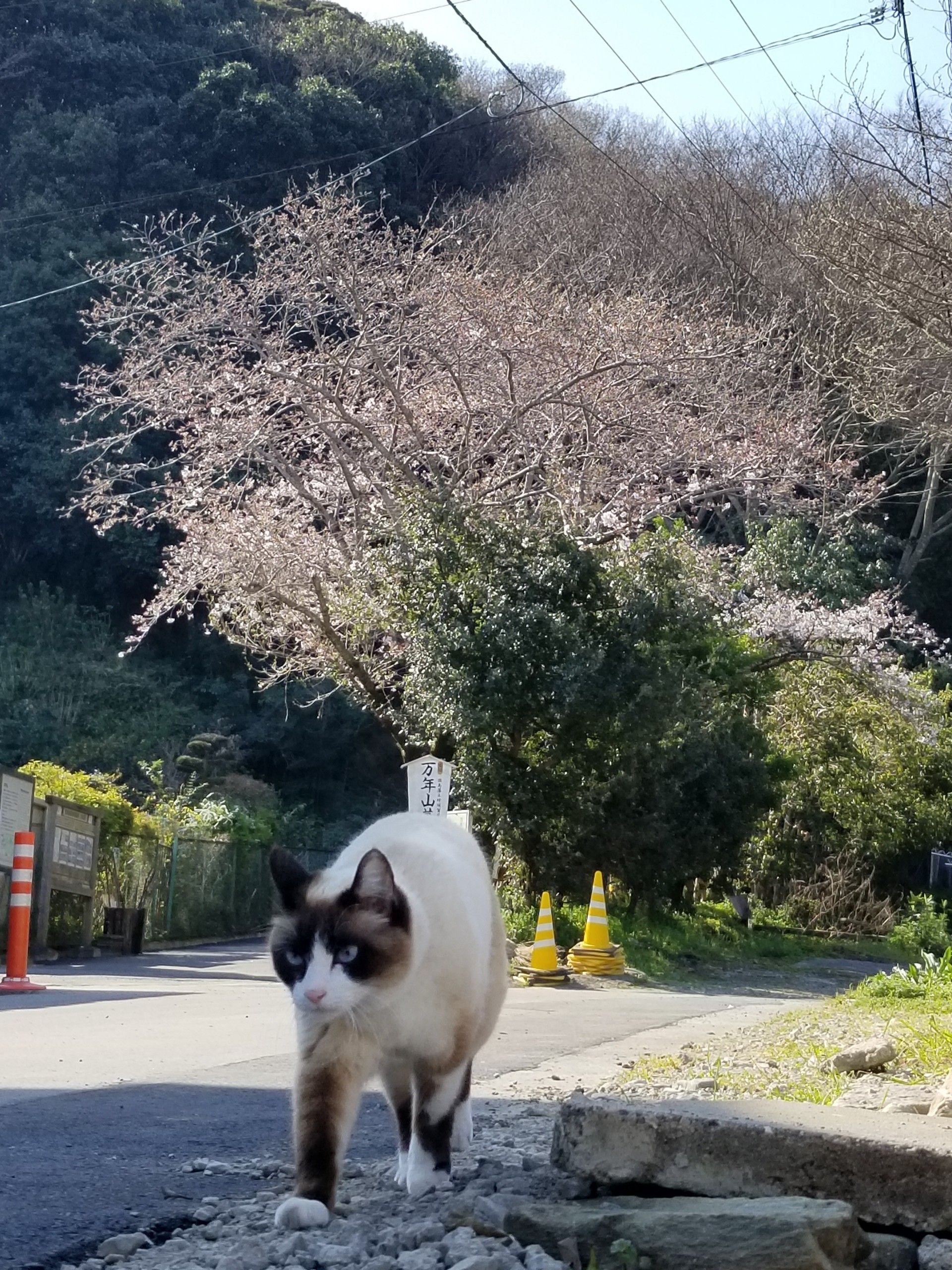 眉山の麓 桜と滝の焼き餅 万年山猫だより 楽天ブログ