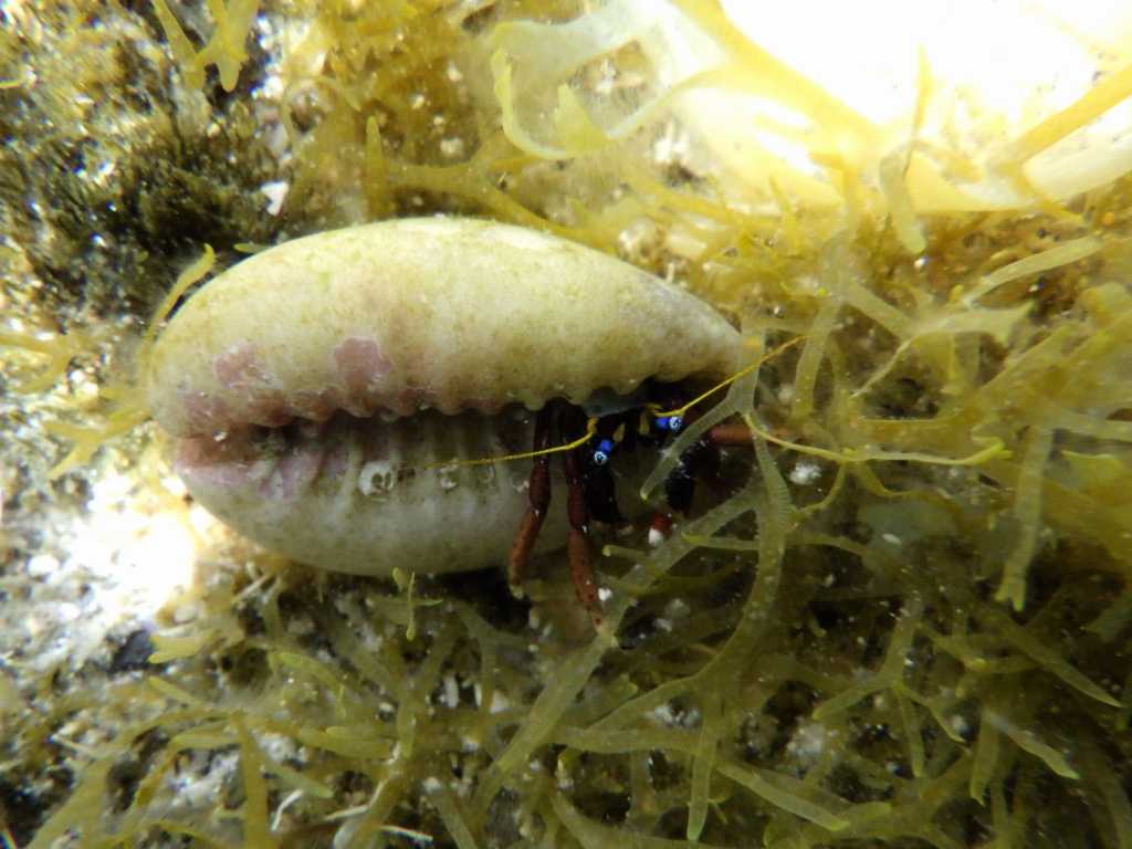 串本磯採集2023年7月下旬42　クリイロサンゴヤドカリ（Calcinus morgani）