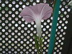 20139月24日の朝顔年
