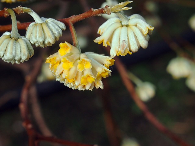 s-p1071.jpg