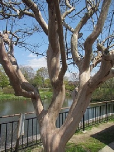 形４サルスベリの木.jpg