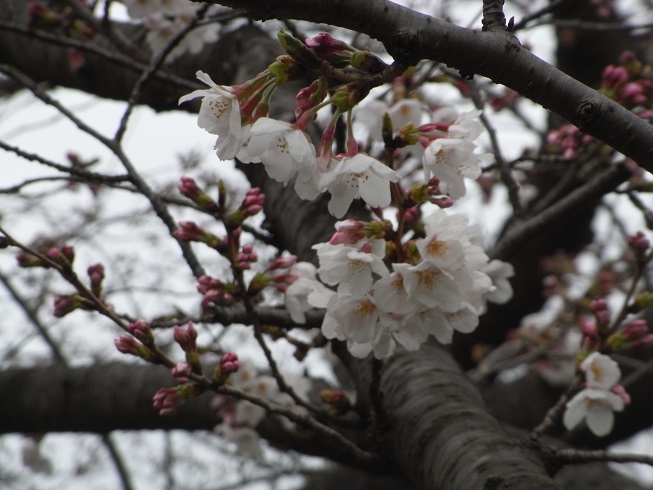328公園の桜の巨木2
