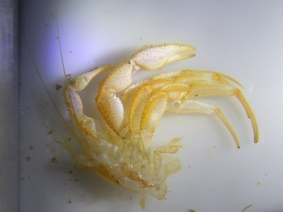 ジンゴロウヤドカリ（Pagurodofleinia doederleini）21　深海性ヤドカリの脱皮殻