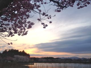 夕日の中の桜２