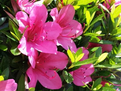 20160529_095213 (400x300).jpg