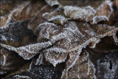 12月-6 寒い朝 ～初霜～