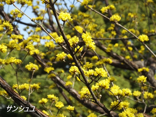 浜離宮恩賜庭園にて