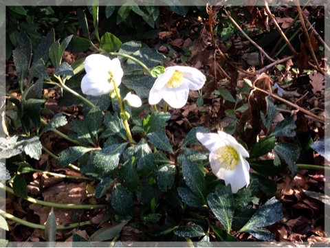 ヘレボルス・ニゲル