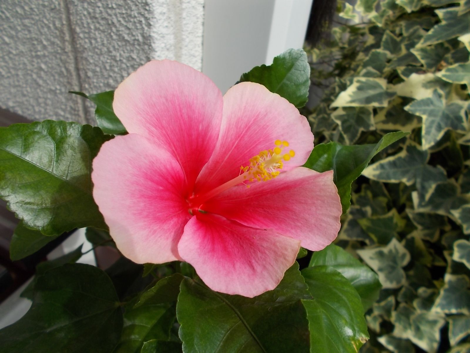 ハイビスカス サマーブリーズ ウィールウィンド が咲きました バラを咲かせることが好き 楽天ブログ