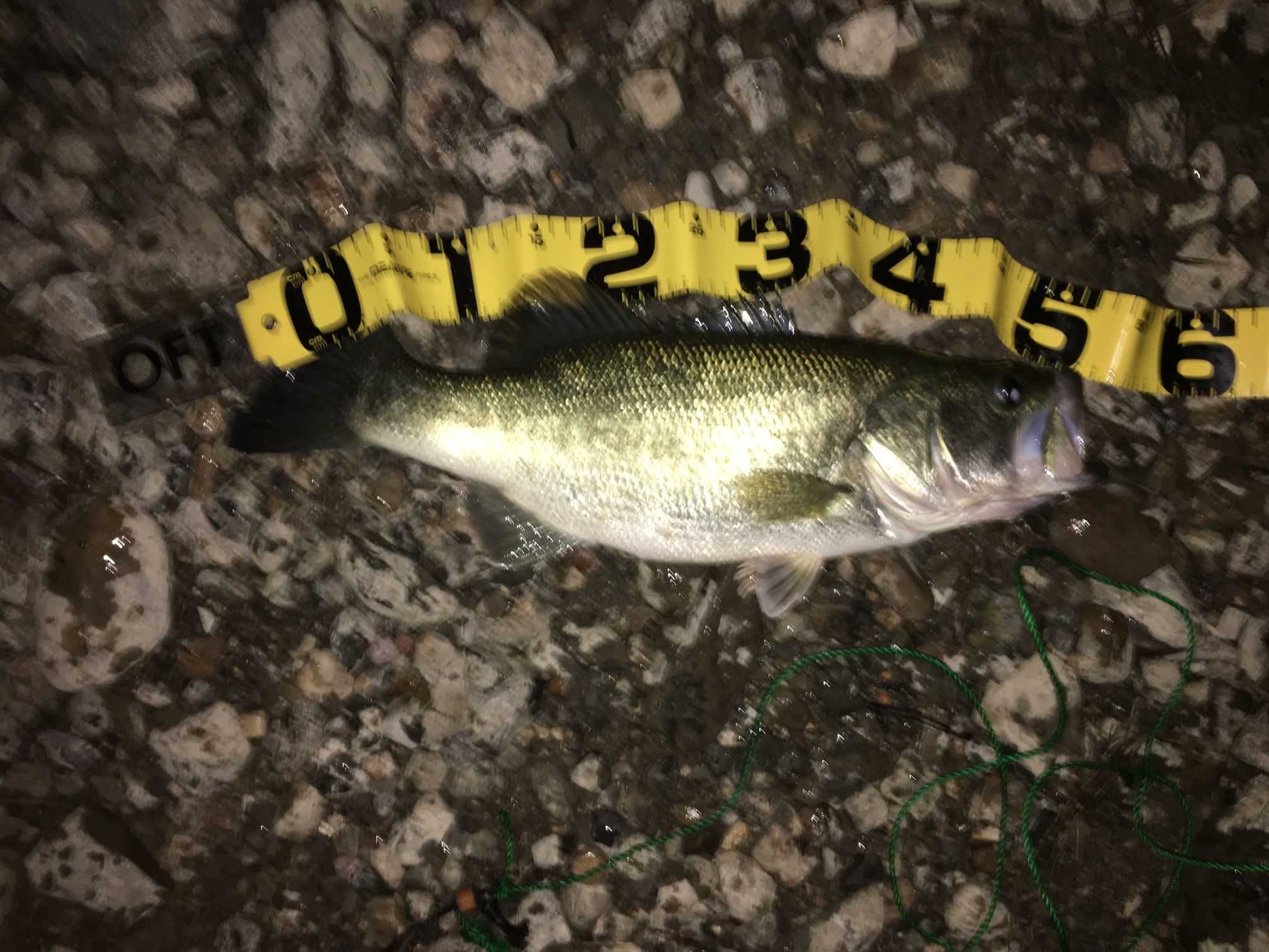 2ページ目の記事一覧 ルアー というオモチャ 楽天ブログ