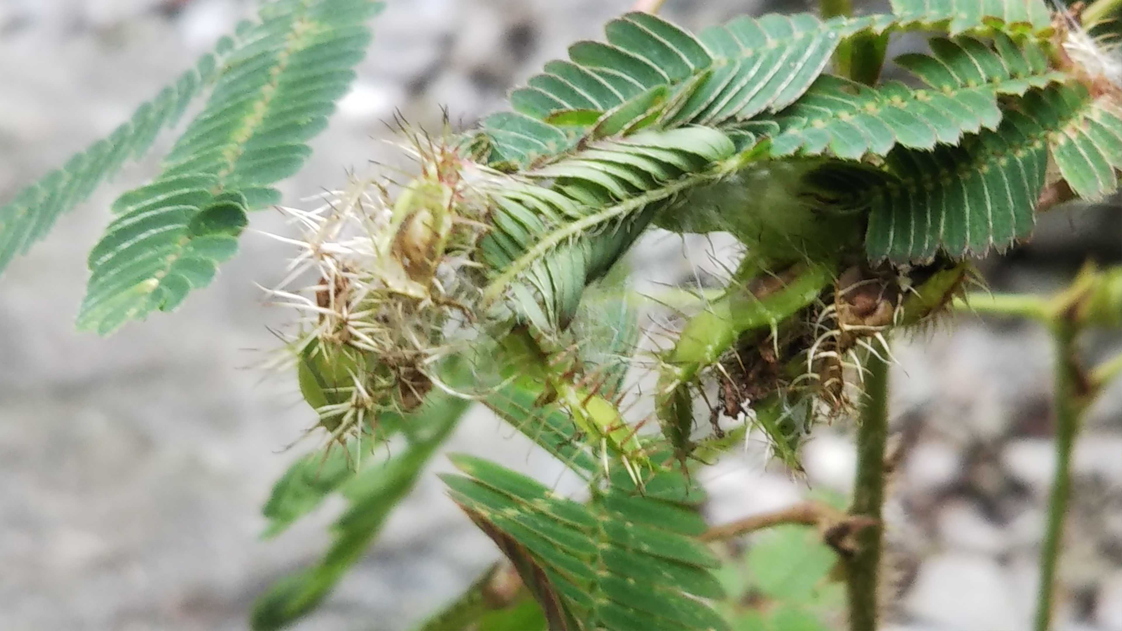 クリスマスホーリー少し開花 テレビ買いました シェードガーデンと猫 楽天ブログ