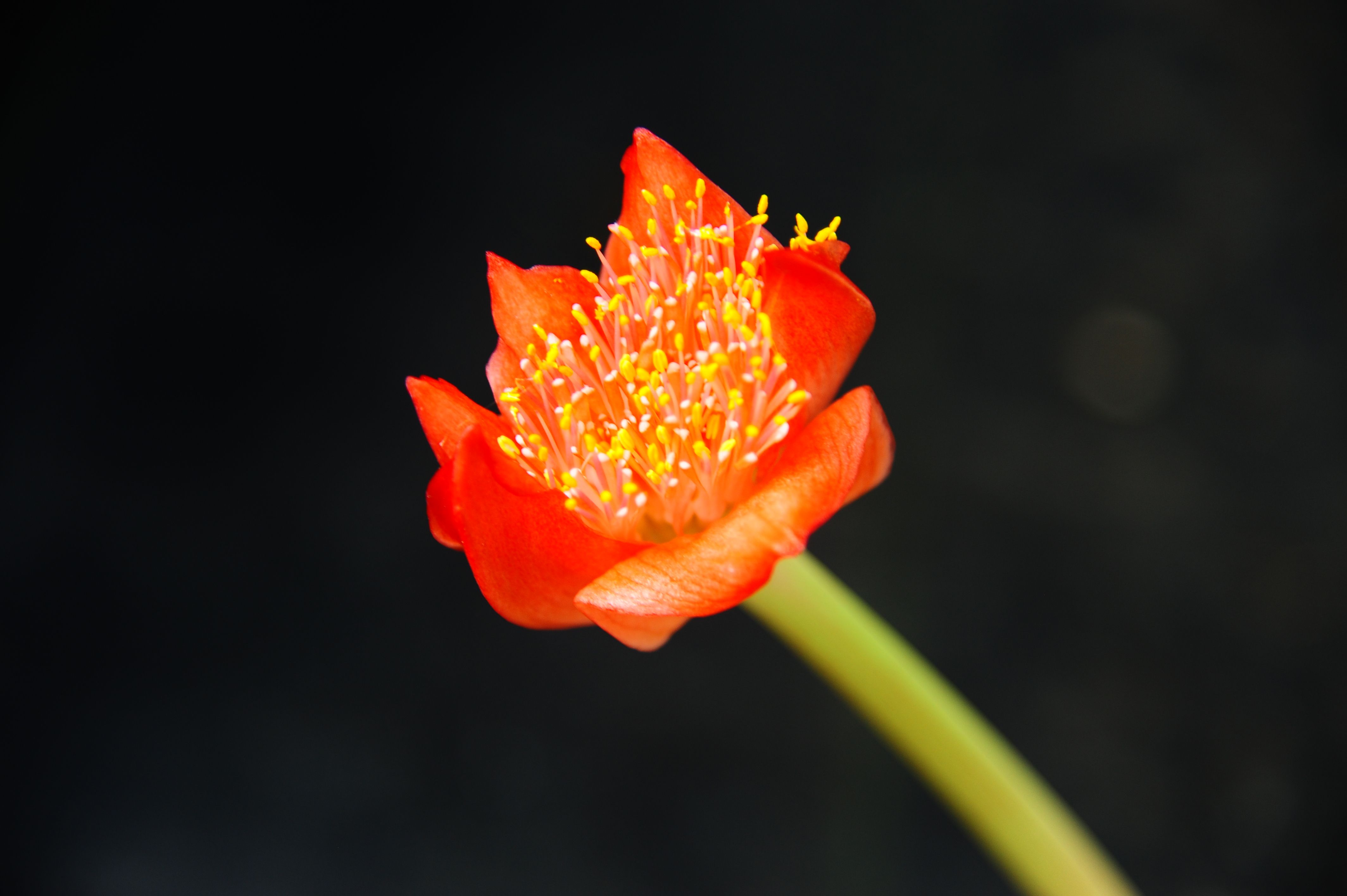 赤花マユハケオモト ハエマンサス の花 勝平１２３のブログ 楽天ブログ