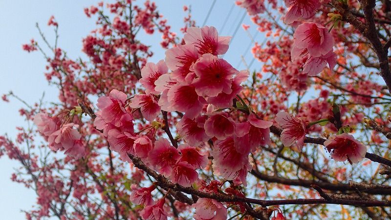 沖縄旅行 | 北海道 登山日和 花日和 - 楽天ブログ