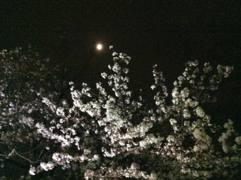 夜桜と月.jpg