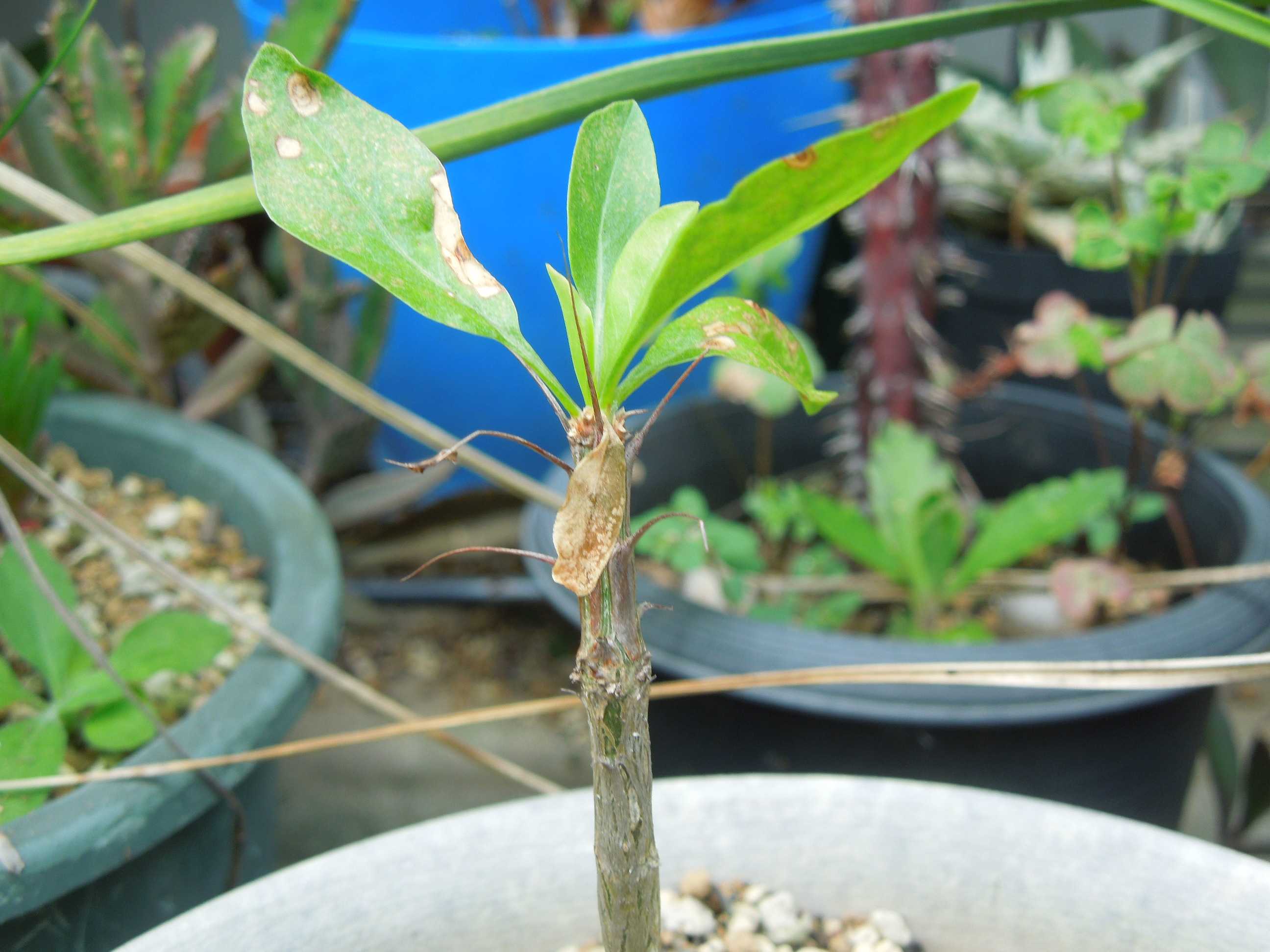 フォークイエリア・コルムナリス 観峰玉(Fouquieria columnaris)の実生苗～2023-7 | 小平太1098のブログ - 楽天ブログ