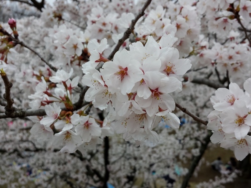 20150419_105852 (500x374).jpg