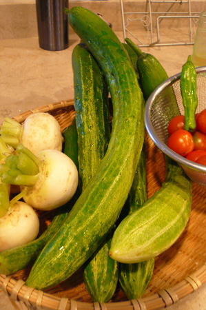 NEB garden 3.jpg