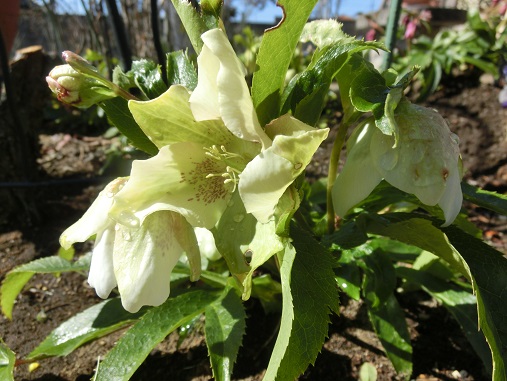 クリスマスローズ