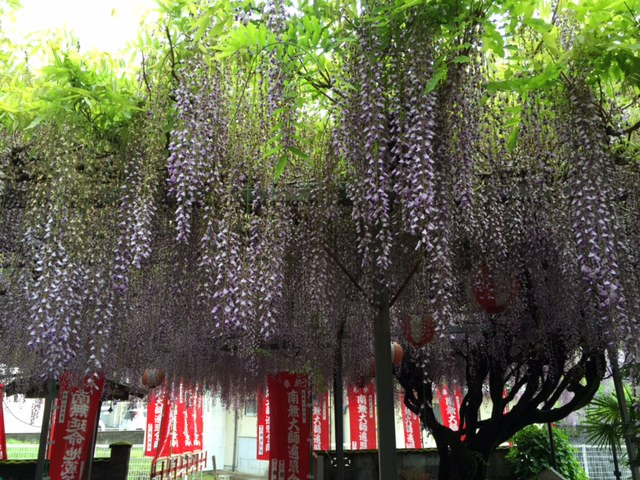 藤棚.jpg