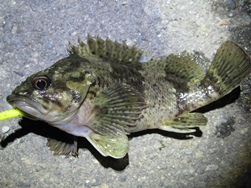 9時35分ソイ15ｃｍ