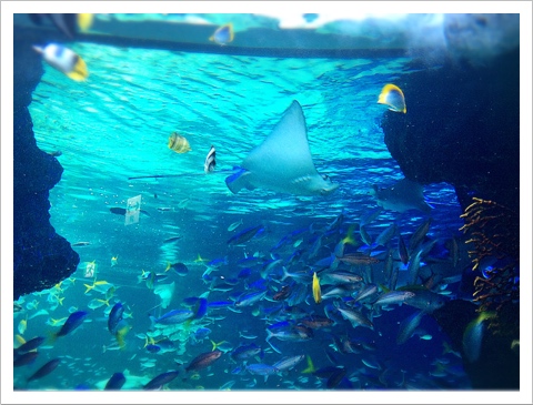 サンシャイン水族館