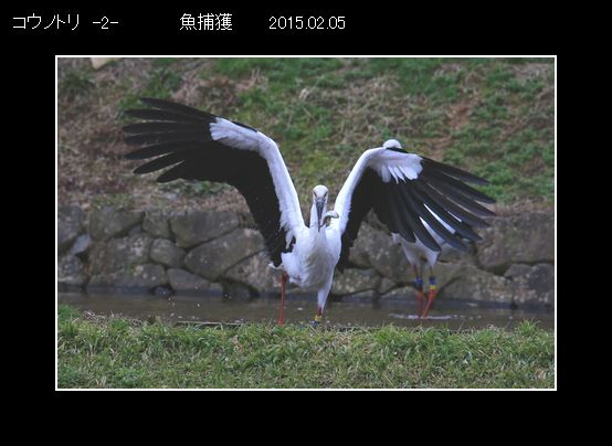 E49A8502 C明るく　コウノトリ　-2-.jpg