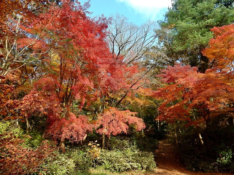 学習の森