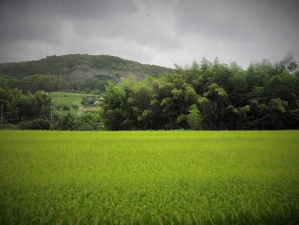 夏の田んぼ