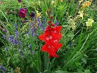 ６月２９日の誕生花 グラジオラス 赤 の花言葉 堅固 咲き上がっていくグラジオラスの赤く 用心深い 花 弥生おばさんのガーデニングノート 花 と緑の365日 楽天ブログ