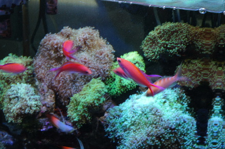 2013_0401ｱｻﾋ､ﾊﾅﾀﾞｲ0013.JPG
