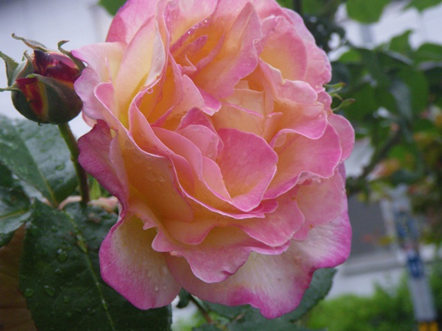 薔薇