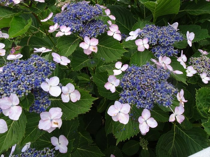 アジサイ 紫陽花 を愛でる Jinさんの陽蜂農遠日記 楽天ブログ