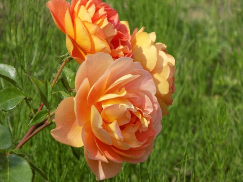 DSCN3531.JPG