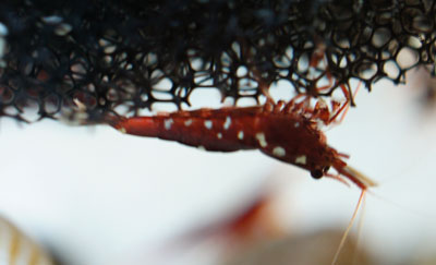 珍シュリ？横から。