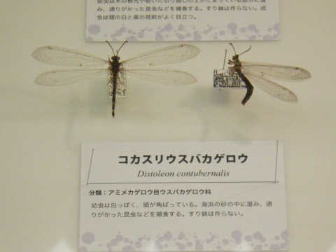 大阪市立自然史博物館2017年7月中旬5　コカスリウスバカゲロウ