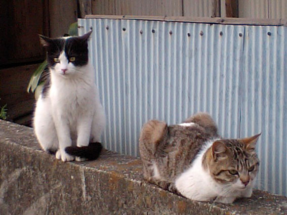 我が家のニャンコ♪2015/2/15-3