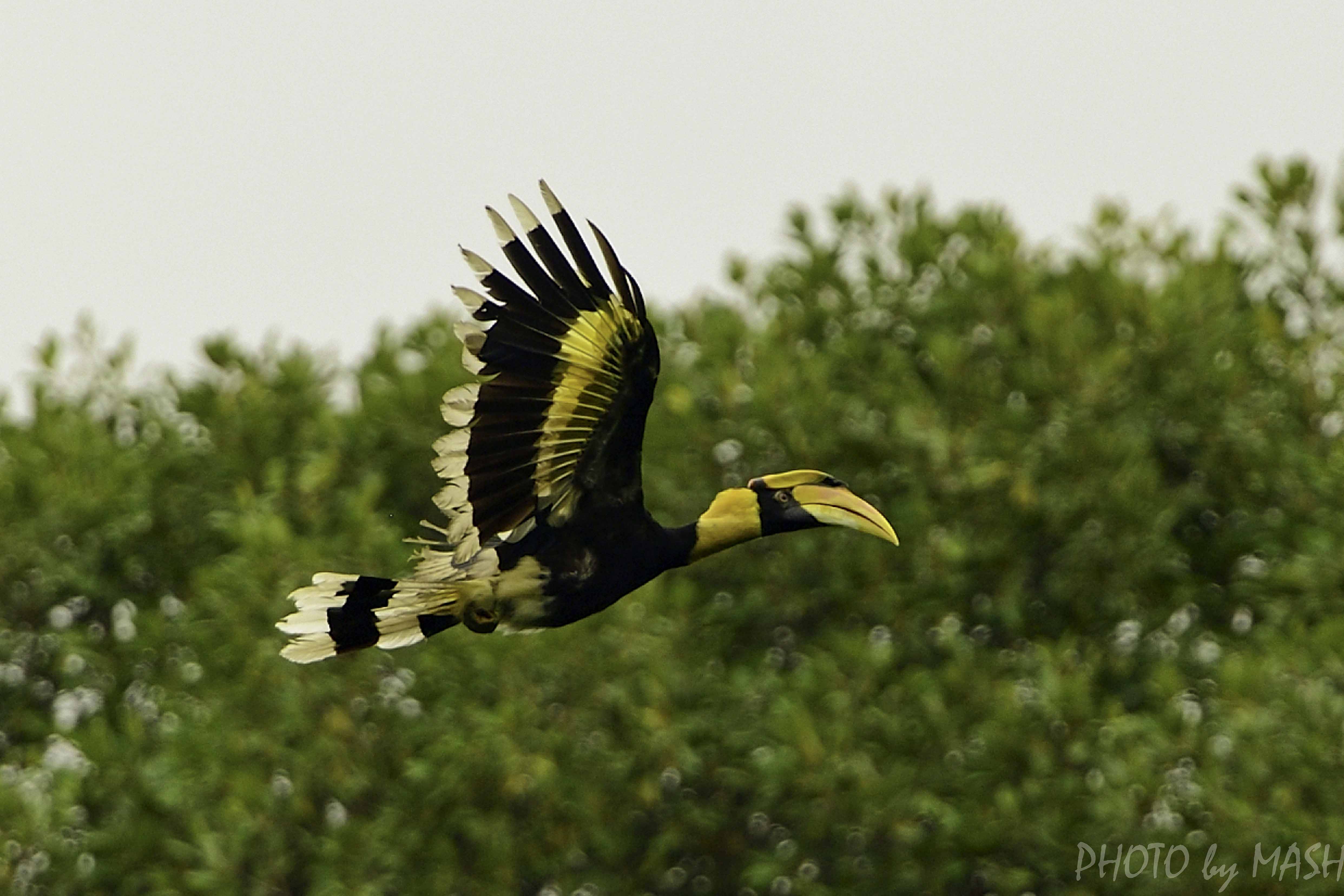 マレーシア探鳥レポート ２ Birding Report In Malaysia 2 鳥撮り夫婦の 野鳥写真 ブログ 週末限定鳥見の世界 Weblog Of Bird Photo By Birding Couple 楽天ブログ