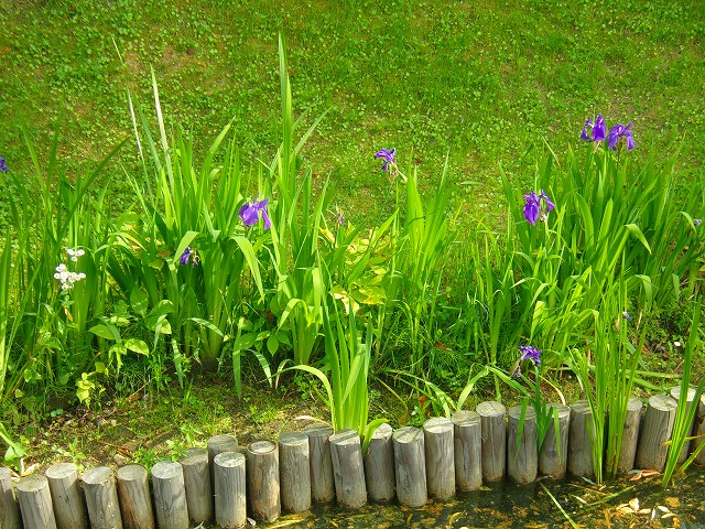 城堀の花菖蒲.jpg