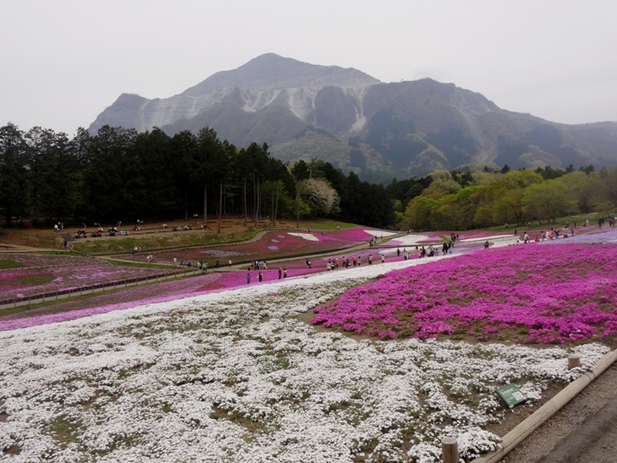 20130417秩父芝桜の丘.リットルドット.＆武甲山A.JPG