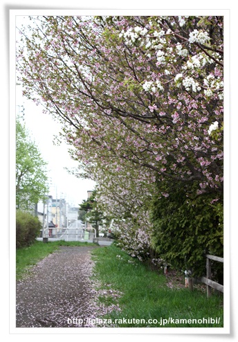 ２０１３桜3